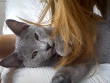 Ce Chartreux s'amuse avec les cheveux de sa propriétaire