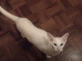 Ce Foreign White miaule pour de la nourriture