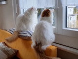 Des miaulements rigolos pour ces chats Anatoli