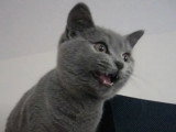 Ce Chartreux miaule