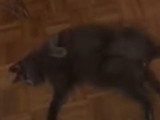 Un moment de détente pour ce Chartreux