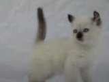 Un chaton American Curl se fait prendre en photo