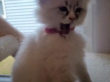 Un chaton Cymric qui se toilette