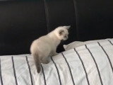 Un chaton British Shorthair qui est très curieux
