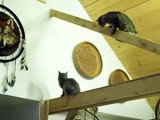 Deux chats Bobtail American qui ont le goût du risque