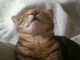 Un chaton Sokoké fait la sieste dans une position surprenante