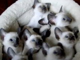 Des chatons Siamois se tiennent chaud