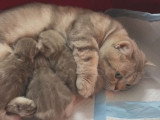 Une chatte Munckin câline et allaite ses chatons