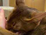 Un chat Abyssin lèche la main de son maitre pour lui montrer son affection