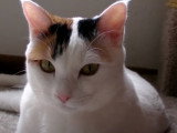 Un Bobtail Japonais qui ne quitte pas la caméra des yeux