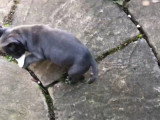 Un Frenchie Staff s'amuse alors qu'un chat les observe