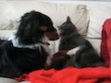 Un chien glisse et tombe en voulant suivre un chat