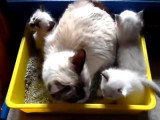 Des chatons Ragdoll découvrent la litière avec leur maman