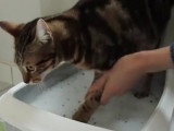 Comment avoir un chat propre