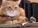 Comment stimuler mentalement son chat et le rendre plus intelligent ?