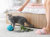 Une maitresse tentant de gronder son chat
