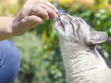 Une femme donne une friandise à son chat