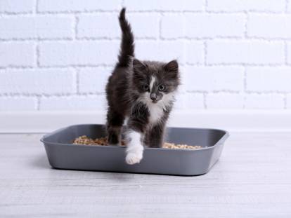Un chaton noir et blanc dans sa litière