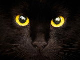 Les origines du chat de la Préhistoire à nos jours