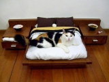 Un hôtel pour chats à Loisy-sur-Marne