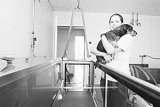 La physiothérapie pour les animaux : hydrothérapie, laser…