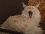 Le premier bar à chats d'Europe serait Viennois