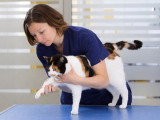 Une ostéopathe manipulant un chat