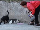 La municipalité de Madrid veille sur les chats des rues