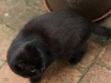 Les chats noirs, victimes de leur mauvaise réputation