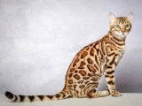 Un chat de race Bengal sur un fond gris