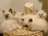 Présentation du Sacré de Birmanie et son plus vieil élevage