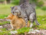 Deux chats en train de s'accoupler