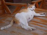 Une chatte gestante couchée sur une table