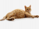 Une chatte tigrée rousse enceinte