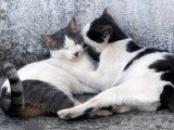 Deux chats se font un câlin sur un fond gris