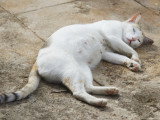 Une chatte gestante dort allongée sur le sol