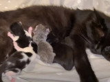 Naissance et évolution de quatre chatons