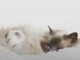 Quelques conseils avant la mise bas de sa chatte