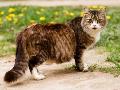 Une chatte gestante debout dans un jardin