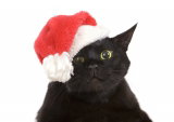 Comment passer un noël serein avec un chat ?