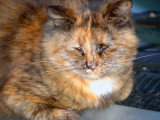 Un chat souffrant du sida