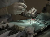Un vétérinaire qui opère un chat