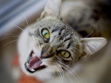 Un chat atteint de rage