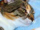 Vue proche de la tête d'un chat fatigué