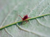 Petit aoûtat sur une feuille