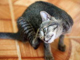 Un chat gris tigré se gratte à cause des puces