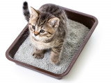 Un chaton tigré dans sa litière