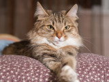 Un chat à poil long confortablement couché