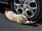 Un chat roux s'est fait renverser par une voiture