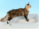 Le calcul urinaire chez le chat : symptômes, traitement...